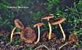 Inocybe descissa-amf2036